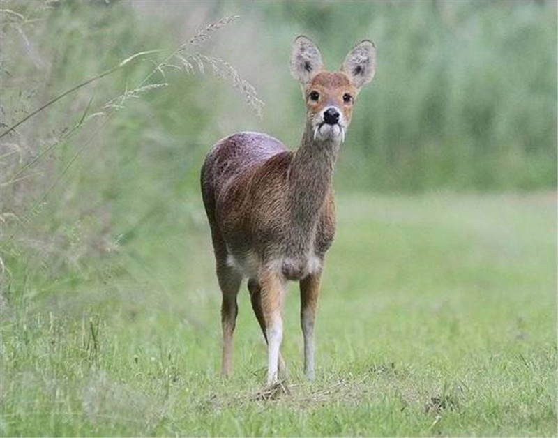 原创吉林发现香獐,不长角长獠牙,雄性争斗很凶猛,遇老虎蹦跳着逃跑