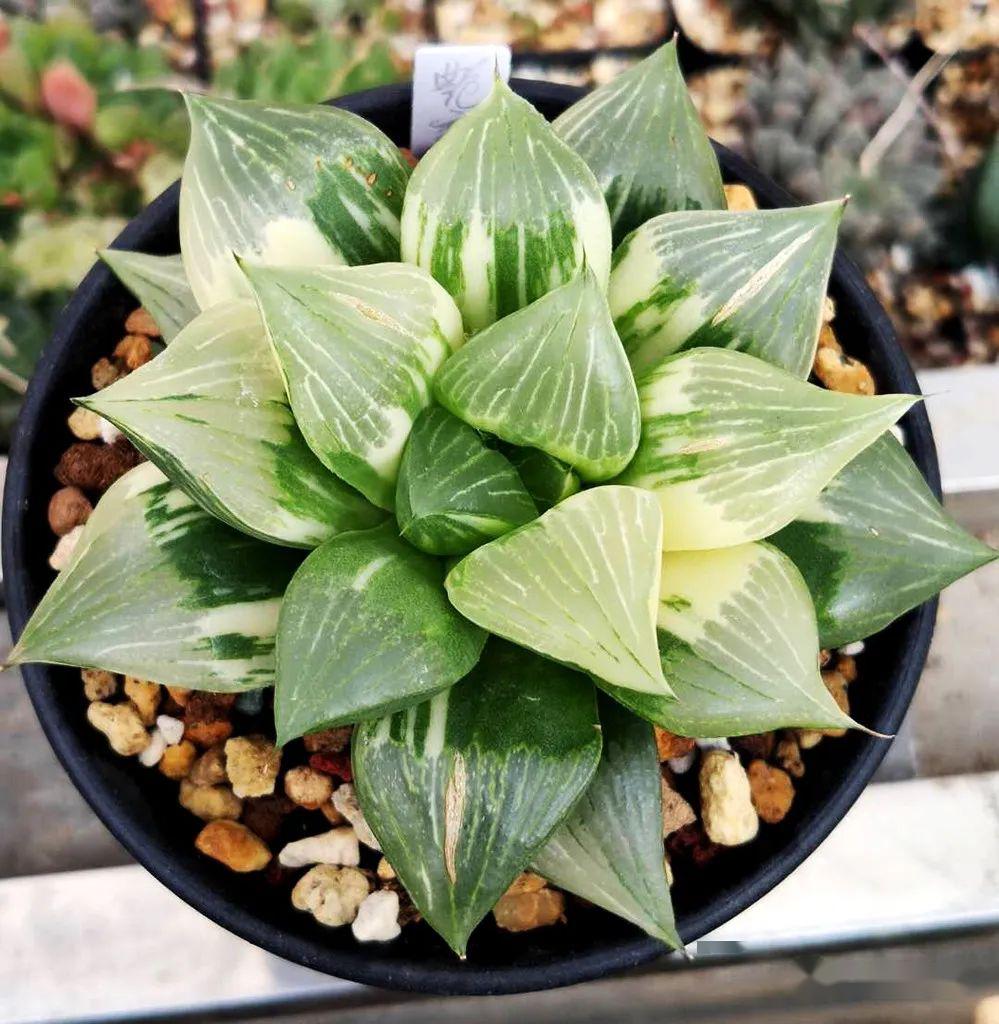 8cm 100起30加 来自如意11万象锦【白秒万象锦】组培硬化一年4cm 精品