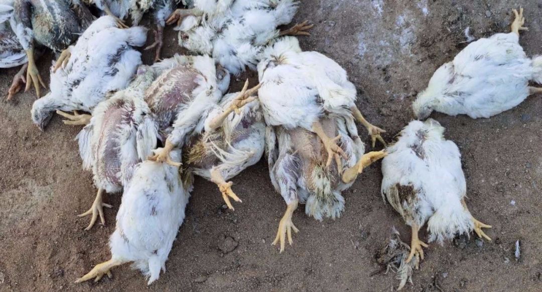 肉鸡腺病毒发病症状和防治建议2020年让你的鸡高枕无忧