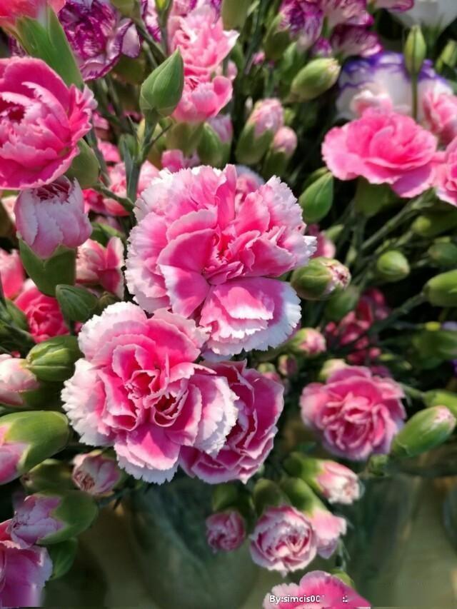 亲爱的母亲请收下儿女献给您们的安康花