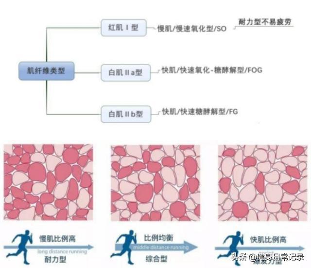 这里只是简单的说下肌纤维的类型,我们的肌肉都是快慢肌共同组成的