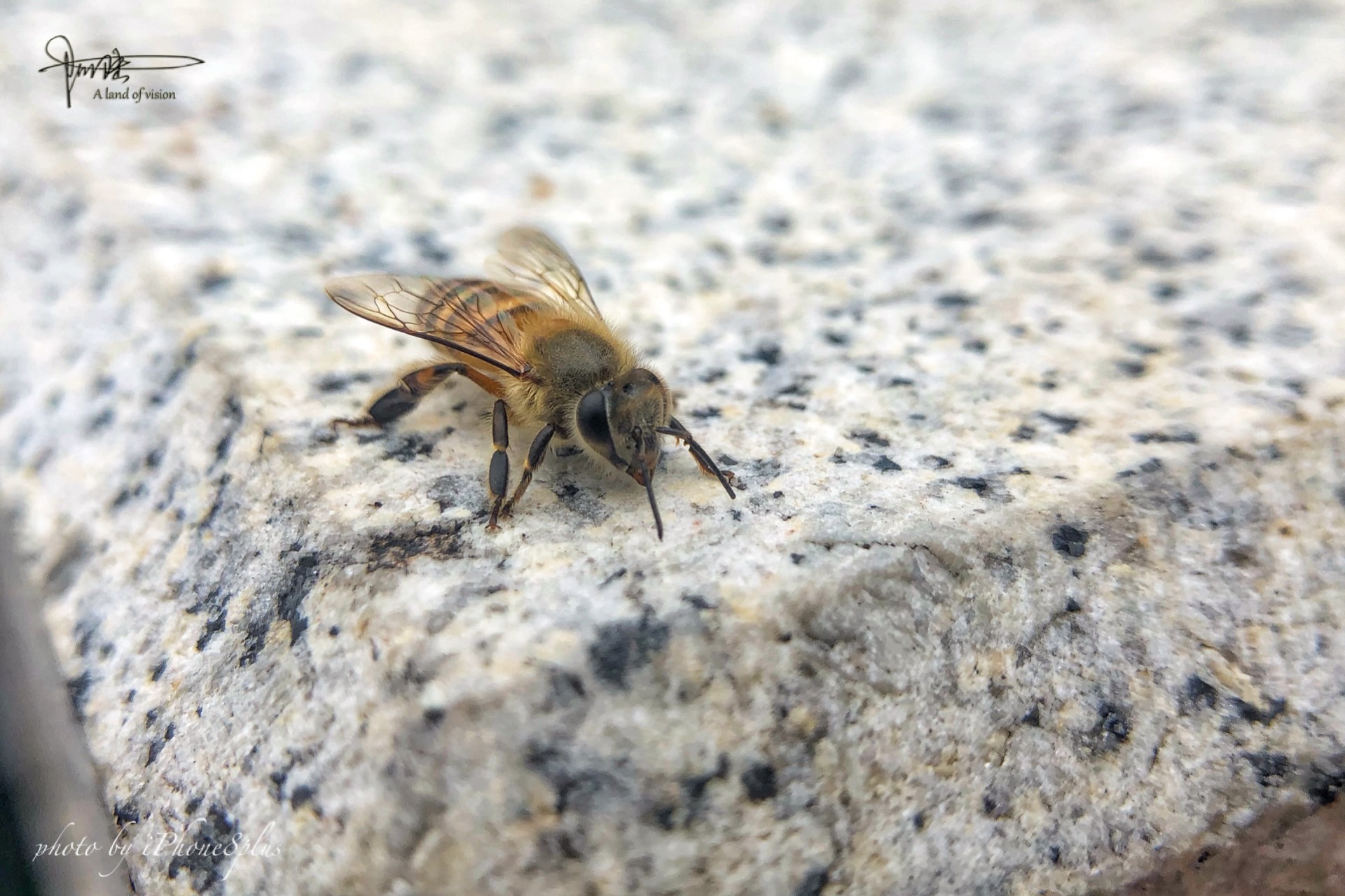 在杭州花圃门口的石桥墩上