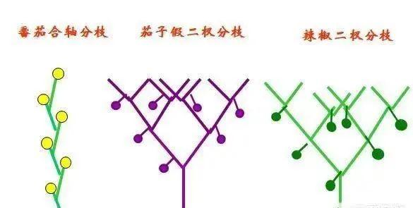 种植茄子,合理整枝,留果,协调好产量和植株长势的管理,茄子才能持续