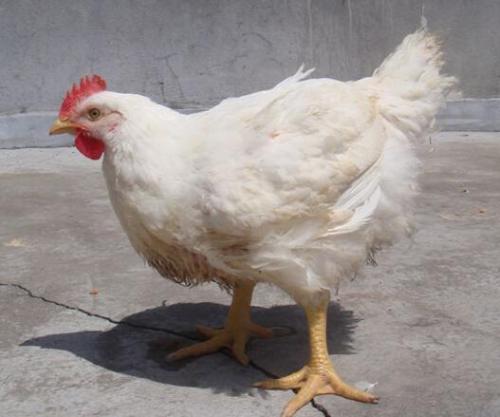 原创人生就是一本书白洛克鸡黄鳝与我的农家乐趣