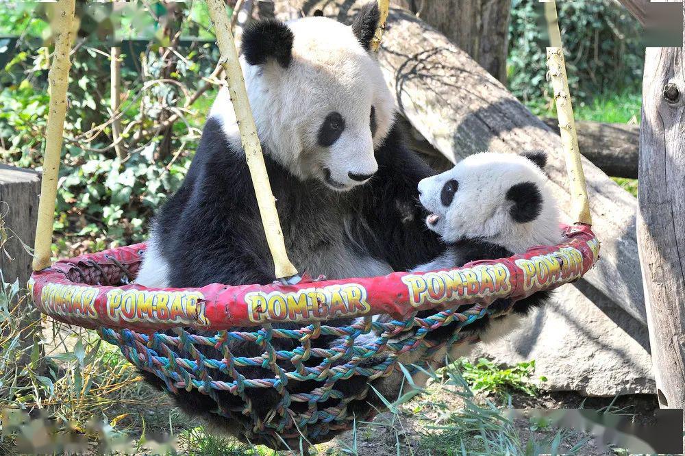 動物世界裡母愛同樣偉大