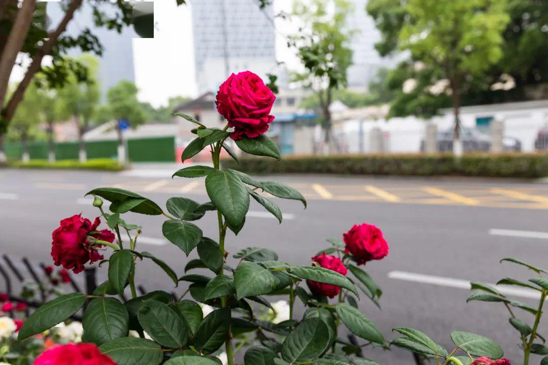 江北"玫瑰大街"颜值已达巅峰,开车路过莫走神