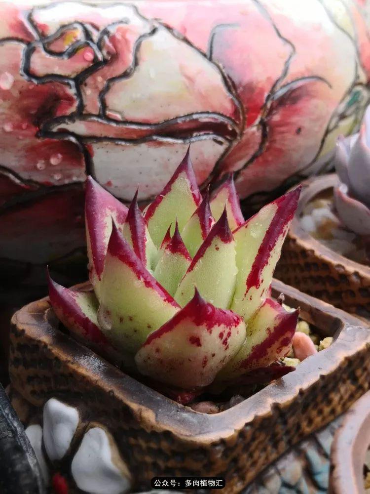 下了半夜的雨帝都的这些小美女们终于露出了娇艳欲滴的模样