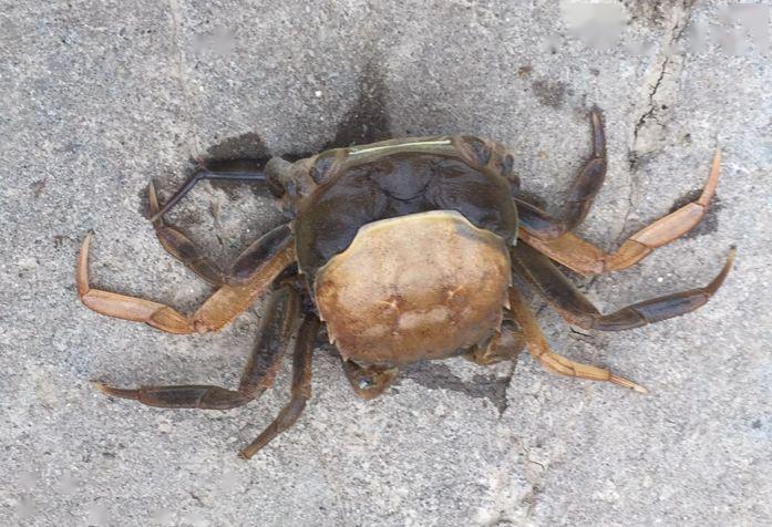 河蟹脱壳不遂症发生较为严重,是影响螃蟹每年成活率的主要病害之一