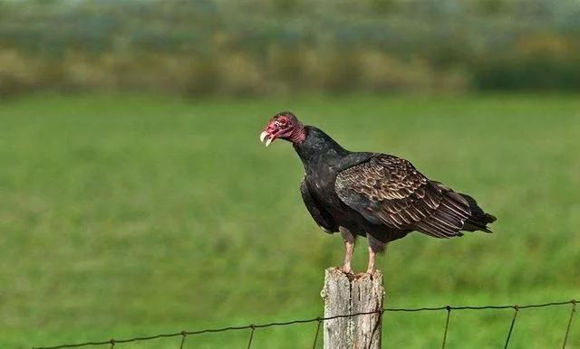 美国纽约之前死亡过万人 引来大批食腐秃鹫