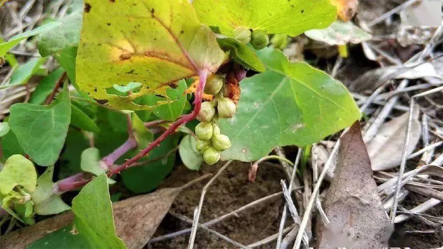 除了蛇怕,它还是治病良药.