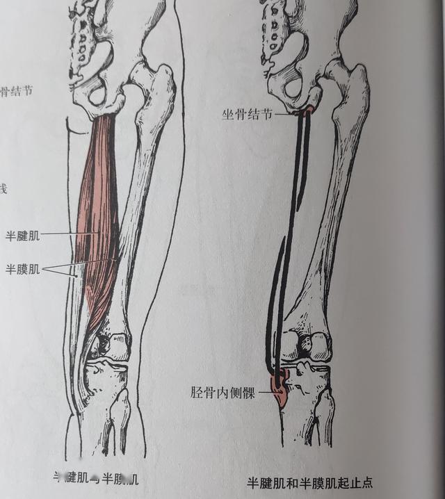 腘绳肌示意图图片