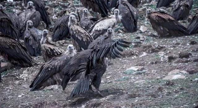 美国纽约之前死亡过万人引来大批食腐秃鹫