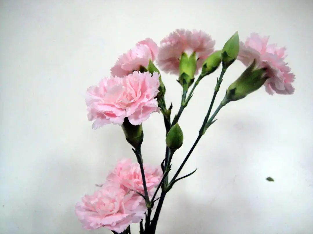 爱子心无尽感恩母亲辛