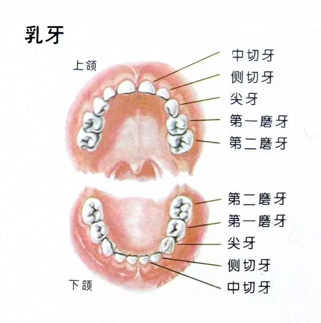 牙齿的区域划分图片