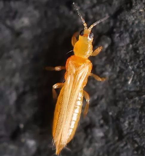 又到各类作物蓟马大爆发的时期怎么防