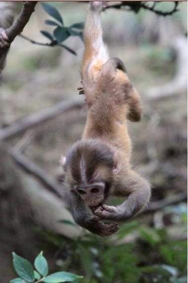 倒挂在树上的猕猴桃,真的很像猴子呢~猕猴桃答案这次是猕猴桃本尊吗?