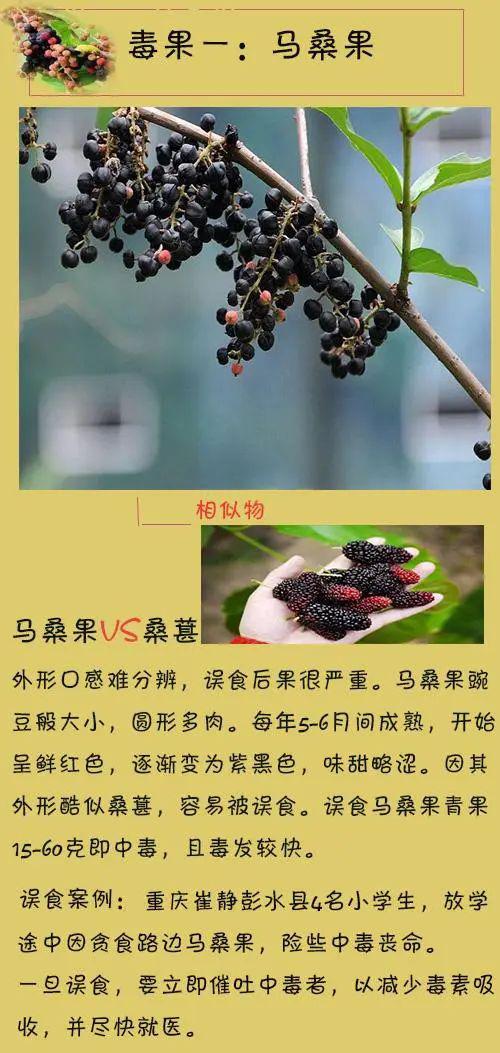 马桑果能吃吗,桑葚,效_文秘苑图库