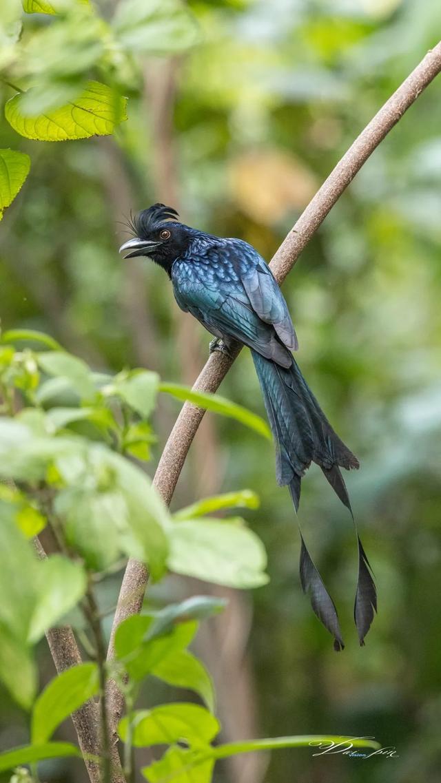 chrysocolaptes lucidus)沼泽大尾莺(学名:megalurus palustris)蓝喉