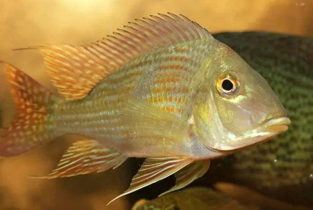 每日一鱼金钻关刀体表布满金黄色的点状斑纹