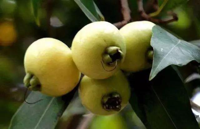 农村这种果子随处可摘,而且还有神奇功效…_蒲桃