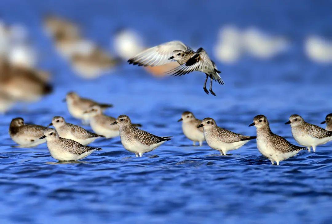 候鸟日公益科普地球奇迹鸟类的迁徙