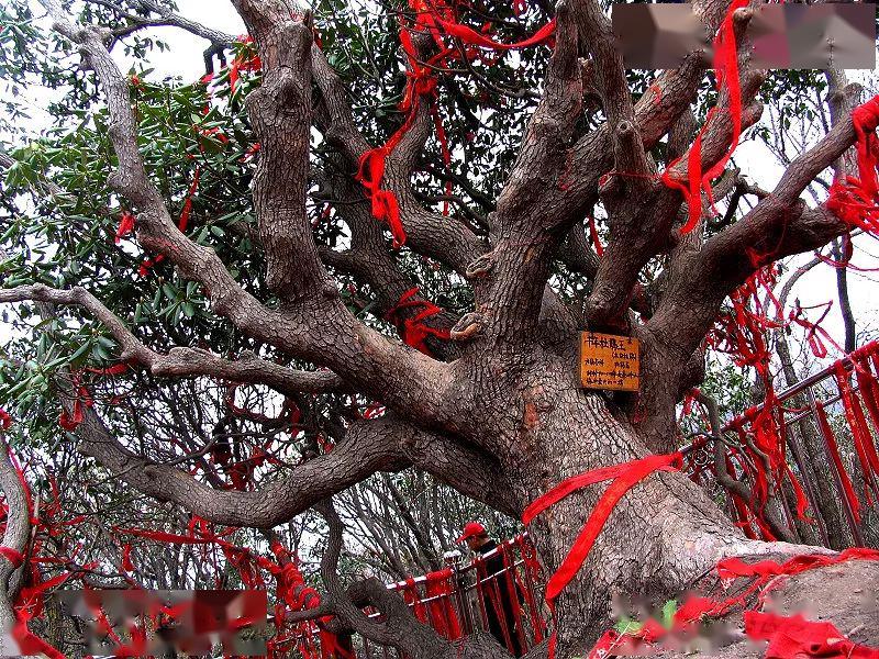 奇险峻秀巧夺天工登陕西小黄山看千年杜鹃王繁花似锦最美花期绝对不可