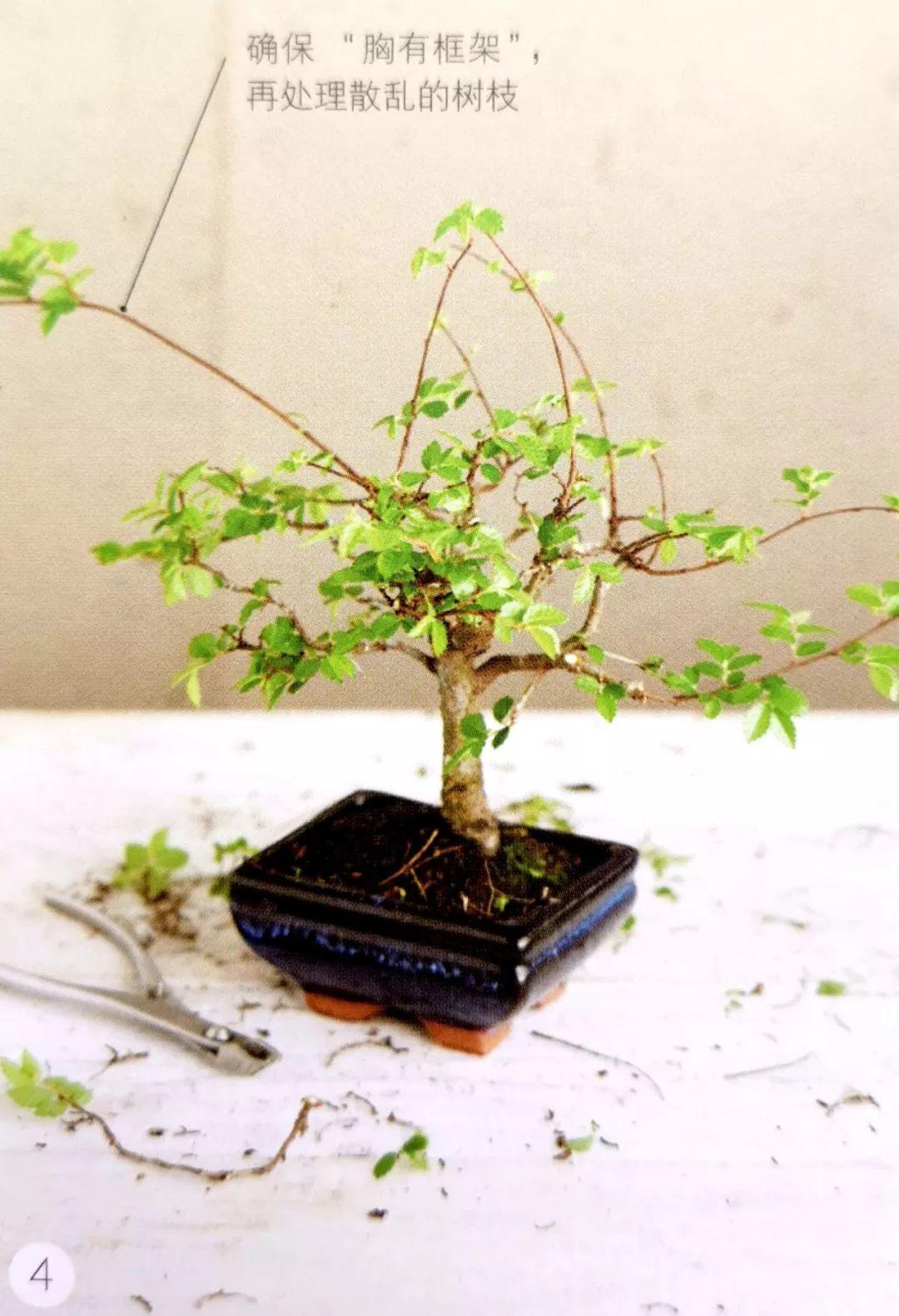 修剪盆景莫要畏手畏脚谨记胸有成树便能改造成功