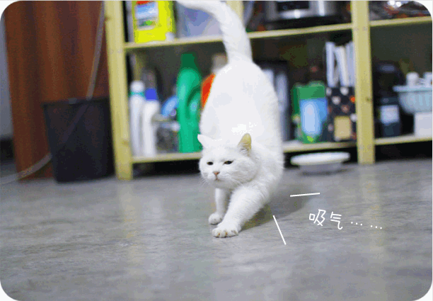 的状态调整回来;而瑜伽中的猫式,便是从喵星人的这一伸展动作中得来的