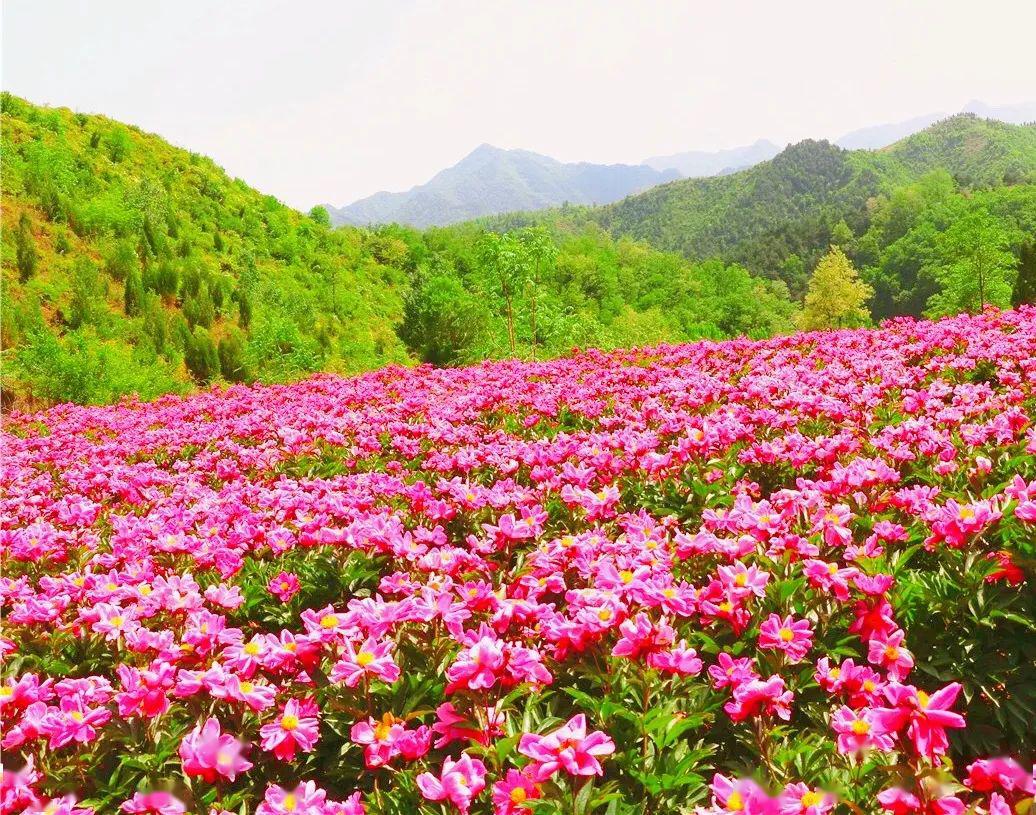豫西百草园"千亩芍药花海节"浪漫来袭,免门票,还送百元大礼包!_景区