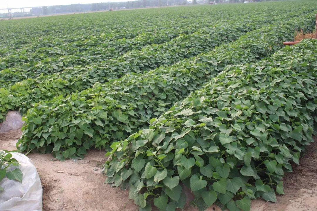 不同红薯品种如何选择控旺产品