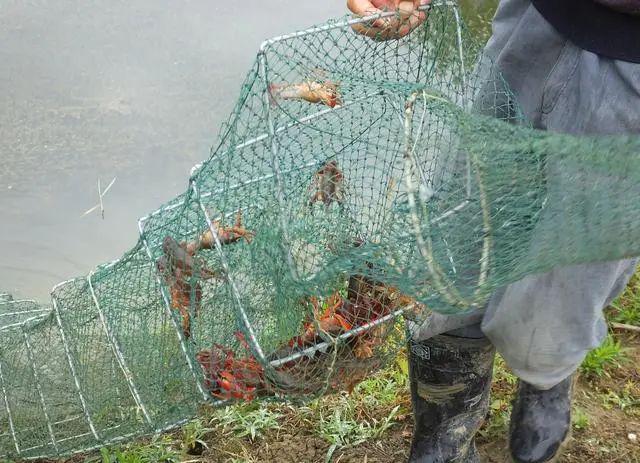 养殖天地地笼里面的虾苗捕捞量很少小龙虾不进地笼怎么办