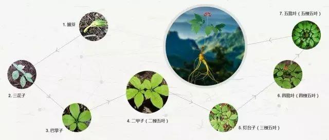 百草之王野山参历经磨砺转世轮回再现益寿延年之功