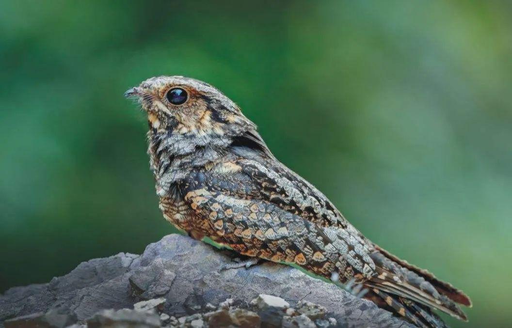 小百科这竟是一只国家二级保护动物-夜鹰不得了上网搜完后才发现于是