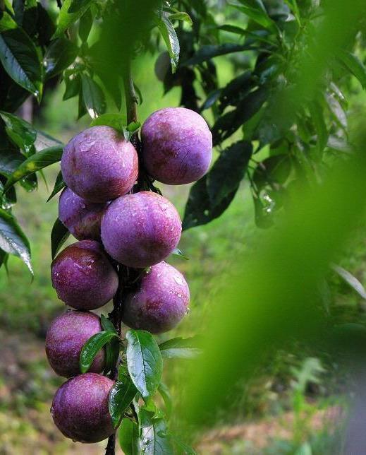 带大家了解三华李子及种植管理