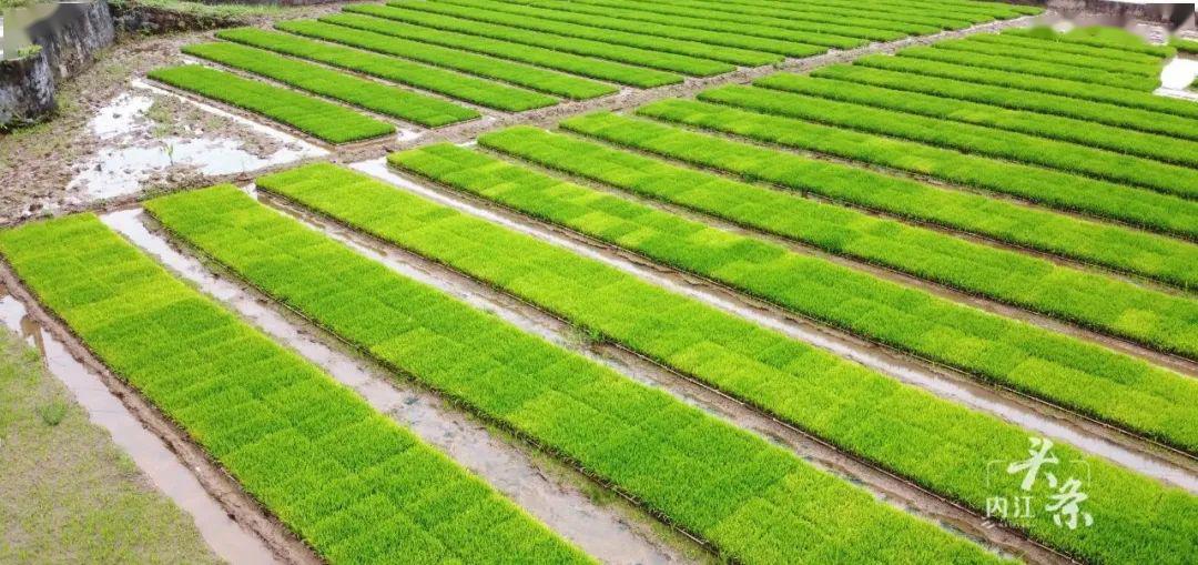 中国好粮油!内江这里着力打造25万亩"国字号"优质水稻种植基地