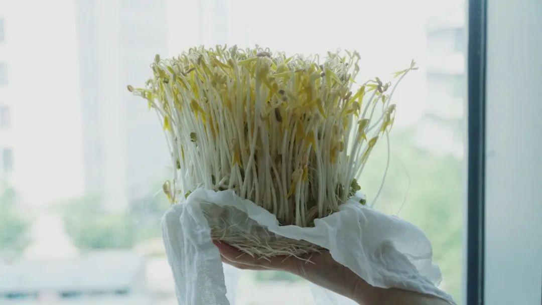 零基础种豆芽,一杯清水就搞定!