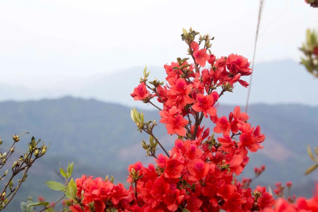 杜鵑花開映山紅馬上開啟初夏的第一波賞花之旅吧