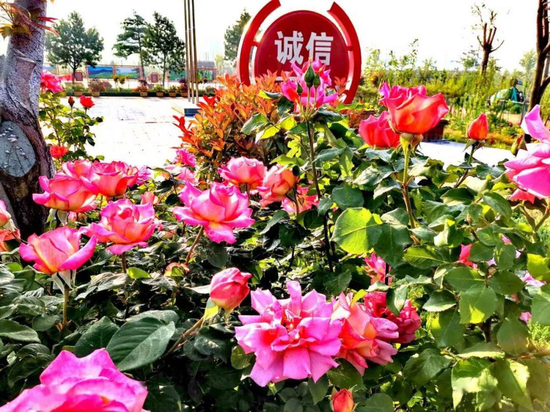 免门票游香山牡丹花海5月17日周日莱芜香山牡丹花海赏芍药摘樱桃游