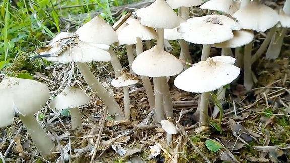 鸡枞菌外形像雨伞,农村人叫它伞把菇,营养价值高,深受人们喜爱