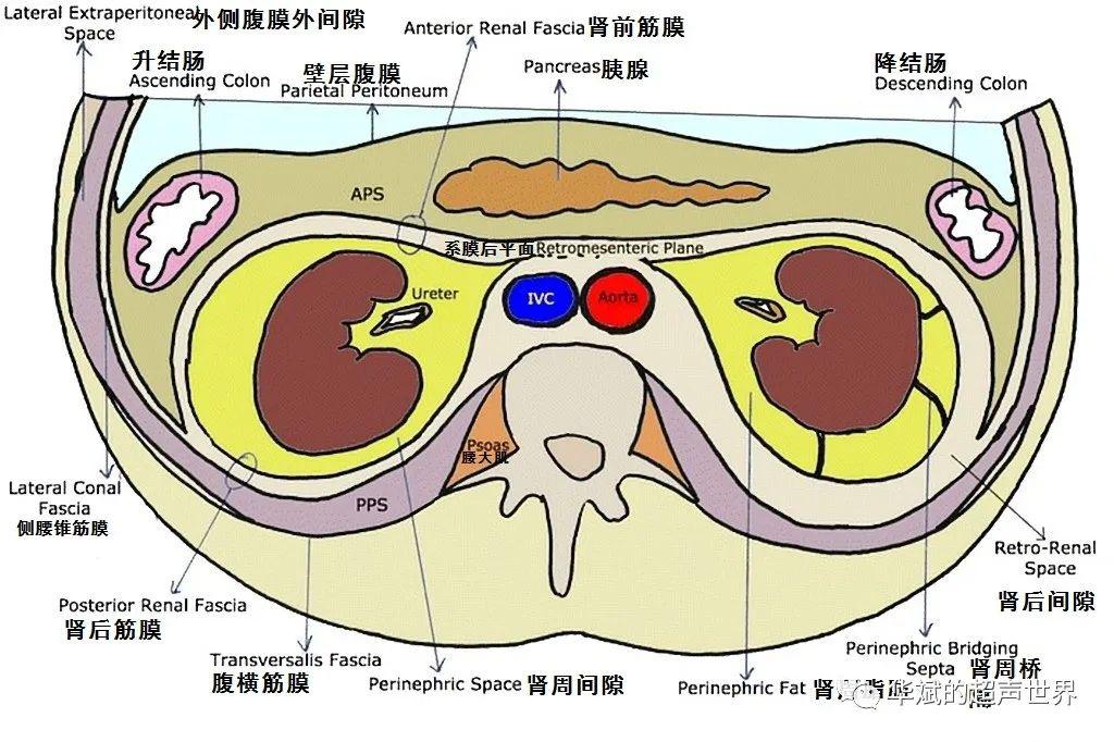 腹横筋膜解剖图片