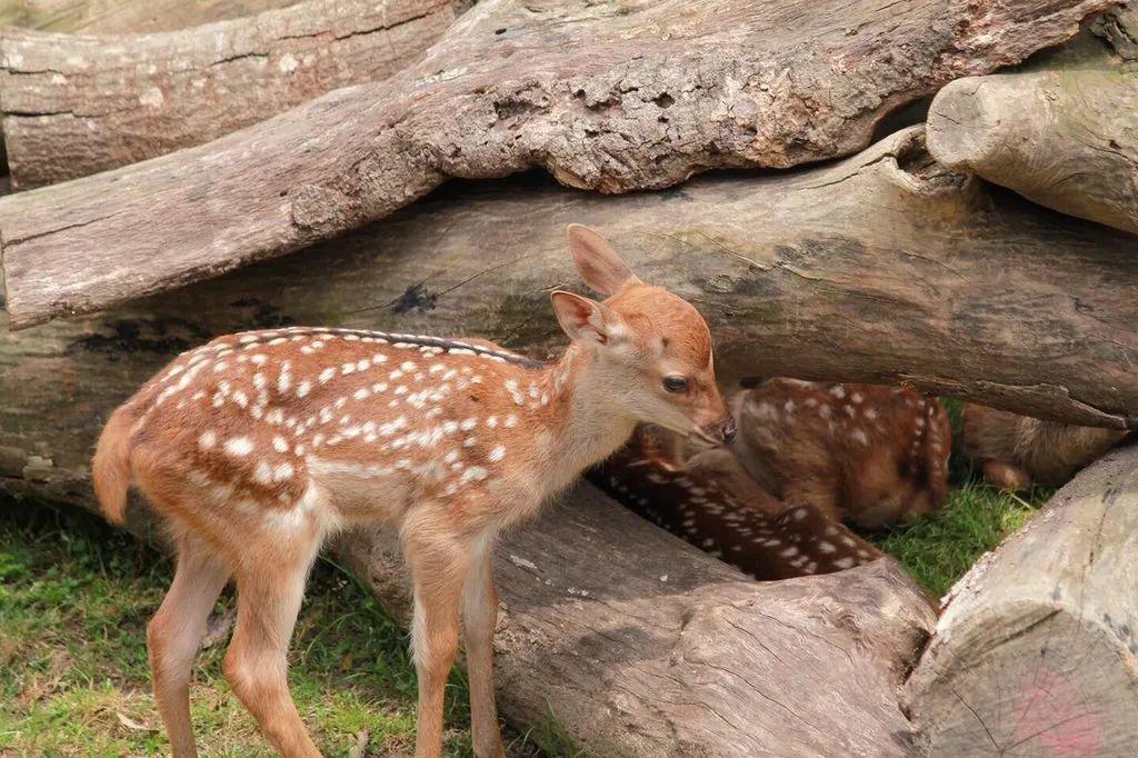 围观奈良小奶鹿一出生就爆红网络大眼睛小奶音萌翻一众网友