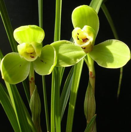 花卉种植技术宋梅的养殖方法和注意事项这样养花期长而且香