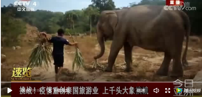 惊！面对疫情，泰国上千头大象既面临“挨饿”，也面临“失业”