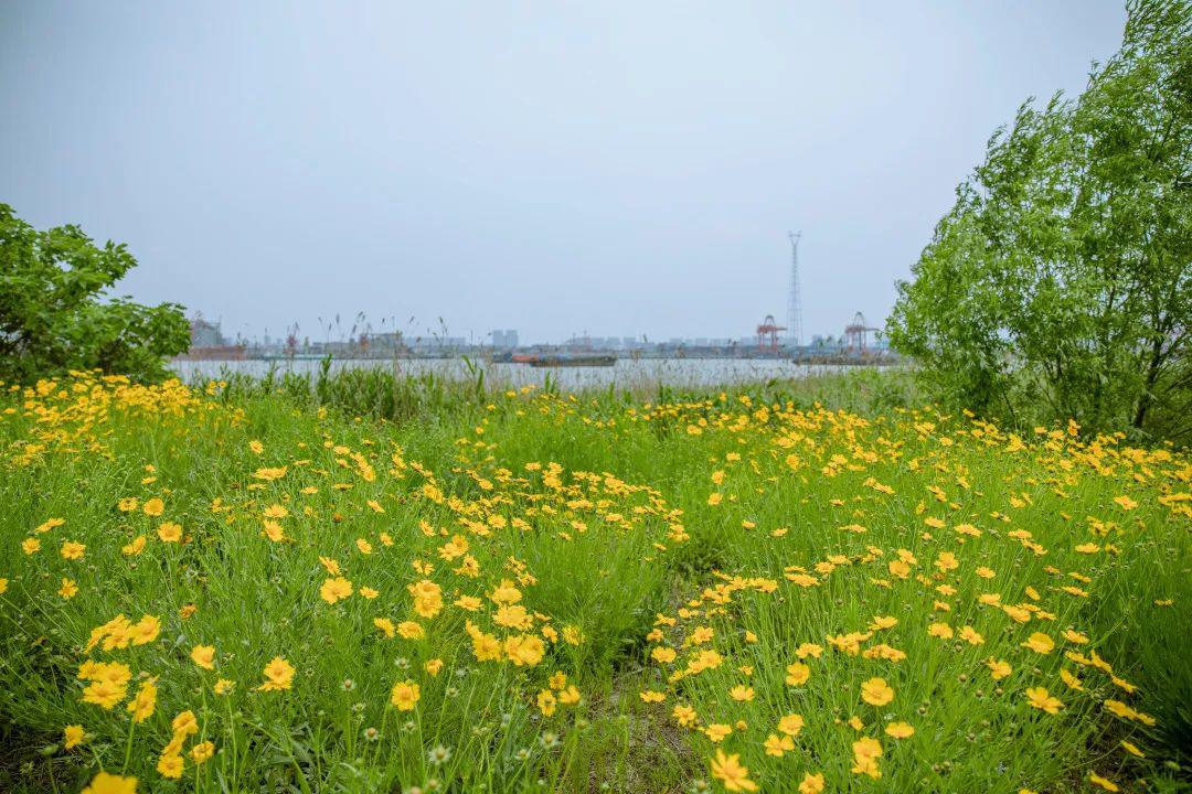花开满地香山岛成仙境