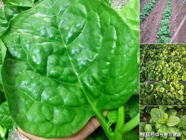 落葵又叫木耳菜，是我国稀有蔬菜之一，还是味好药材，营养价值高_手机搜狐网
