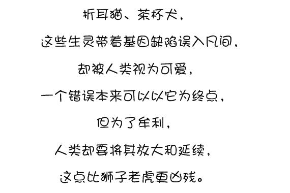 對茶杯犬說不寵物醫生揭秘茶杯犬背後的可怕真相