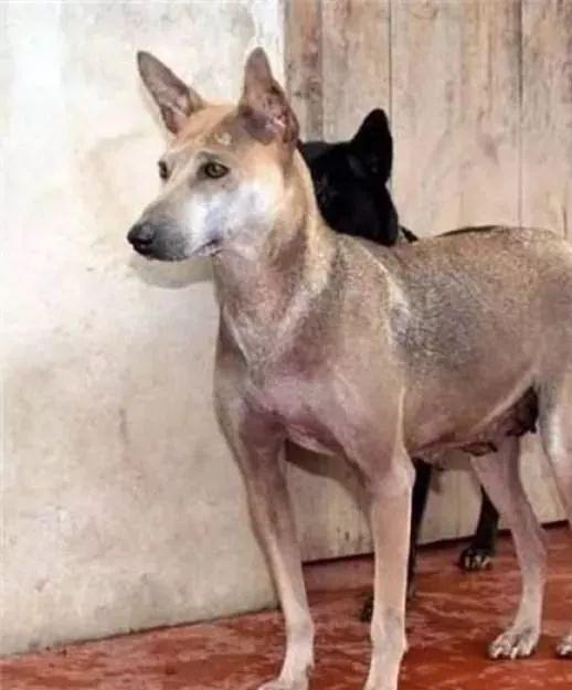 葫芦头,蒜头脚,老鼠尾这种狗狗叫箭毛犬,外表和其他的中华田园犬差不