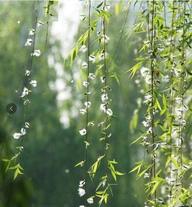 又是一年柳絮飘舞时这份防护攻略请拿好