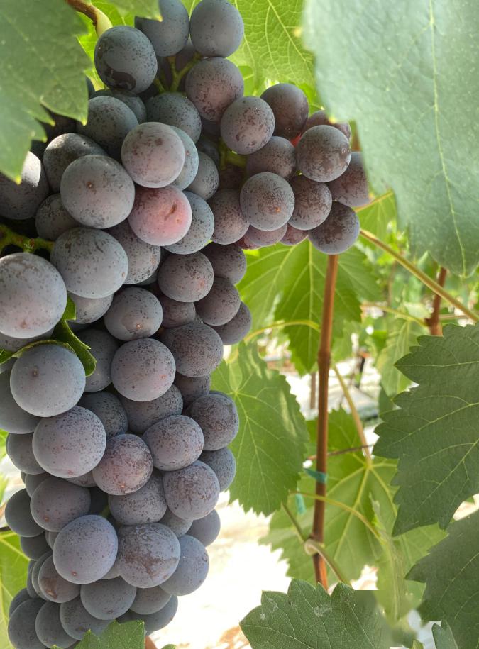 美丽晋宁二街老高村民抖音吸粉葡萄热销