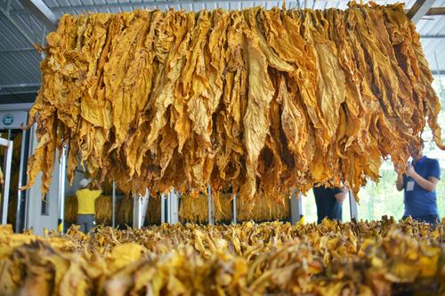 但是八台烟叶价钱低.马哥喝了一口酒,继续给我们讲.